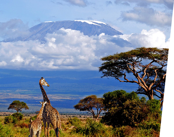 Voyage en Afrique du Sud